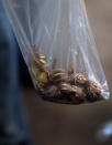 MIAMI, FL - SEPTEMBER 15: Dr. Keith Richardson, Florida Department of Agriculture, holds a plastic bag of Giant African land snails he found while working on eradicating a population of the invasive species in Miami-Dade County on September 15, 2011 in Miami, Florida. The Giant African land snail is one of the most damaging snails in the world because they consume at least 500 different types of plants, can cause structural damage to plaster and stucco, and can carry a parasitic nematode that can lead to meningitis in humans. The snail is one of the largest land snails in the world, growing up to eight inches in length and more than four inches in diameter. (Photo by Joe Raedle/Getty Images)