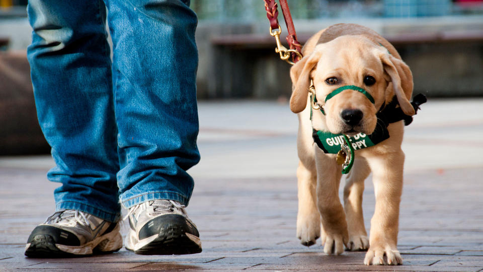 Puppy in guide dog training