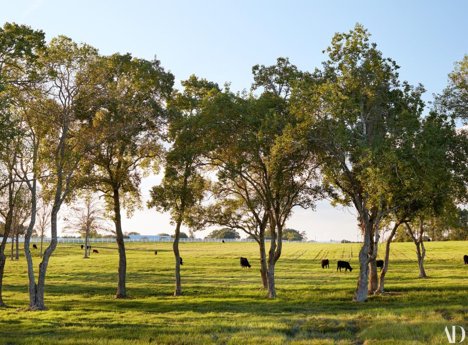 Cattle graze on the home’s 80-acre grounds.