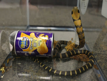 A king cobra snake seen coming out of container of chips in this udated handout photo obtained July 25, 2017. United States Attorney's Office Central District of California/Handout via REUTERS