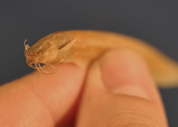 This tiny catfish (<em>Kryptoglanis shajii</em>) from India is just 4 inches (10 centimeters) long.