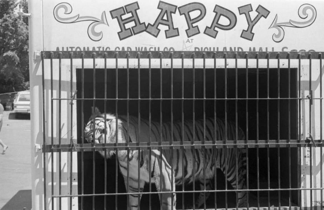 Happy the Tiger at the Constan Car Wash in Columbia in April 1967.