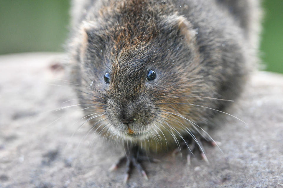 File photo dated 10/9/2018 of a water vole. A quarter of Britain's native mammal species, including red squirrels, wildcats and beavers, are at risk of extinction, a new assessment warns.