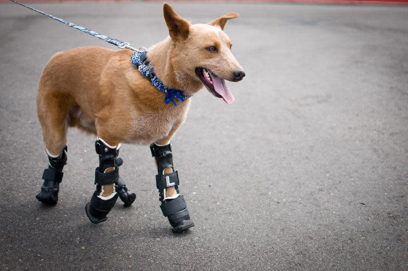 In this August 26, 2011 photo provided by OrthoPets, shows Naki’o, a red heeler mix breed, the first dog to receive four prosthetic limbs at Denver, Colo. Naki’o was found in the cellar of a Nebraska foreclosed home with all four legs and its tail frozen in puddles of water-turned-ice. What frostbite didn’t do, a surgeon did, amputating all four legs and giving him four prosthetics. (AP Photo/OrthoPets, Lindsey Mladivinich)