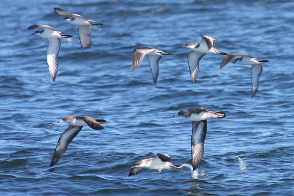 A Great shearwater (<i>Ardenna gravis</i>; lowest bird, with white collar), a species with a normal range in the North Atlantic, sighted among a flock of Buller's and pink-footed shearwaters flying above the Pacific Ocean off the central coast