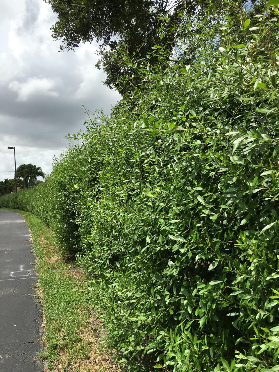Florida privet a superb addition to the home, attracting wildlife