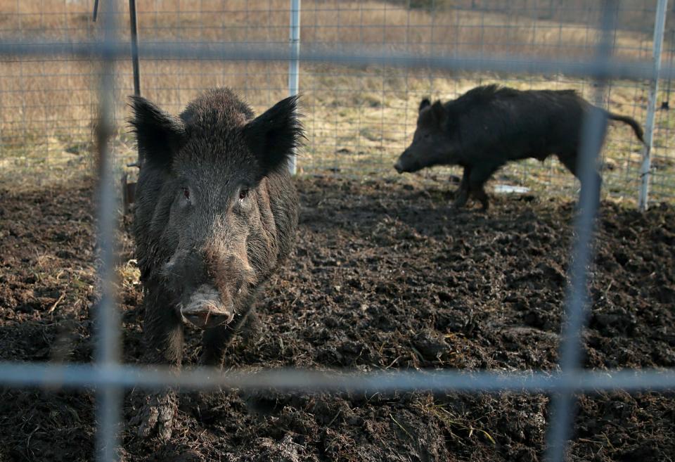 FILE - Two feral hogs are caught in a trap on a farm in rural Washington County, Mo., Jan. 27, 2019. Minnesota, North Dakota and Montana and other northern states are making preparations to stop a threatened invasion from Canada. Wild pigs already cause around $2.5 billion in damage to U.S. crops every year, mostly in southern states like Texas. But the exploding population of feral swine on the prairies of western Canada is threatening spill south. (David Carson/St. Louis Post-Dispatch via AP, file)