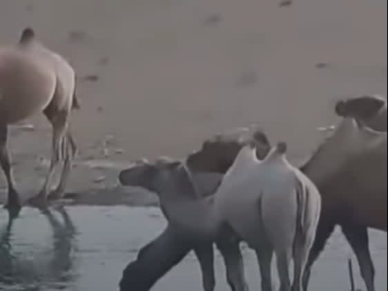 A rare albino Bactrian camel, which are critically endangered, was spotted in a nature reserve in China's Gansu province (People's Daily China)