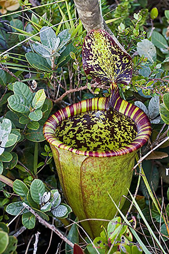 This carnivorous pitcher plant was named after Attenborough because of his affinity for the species.