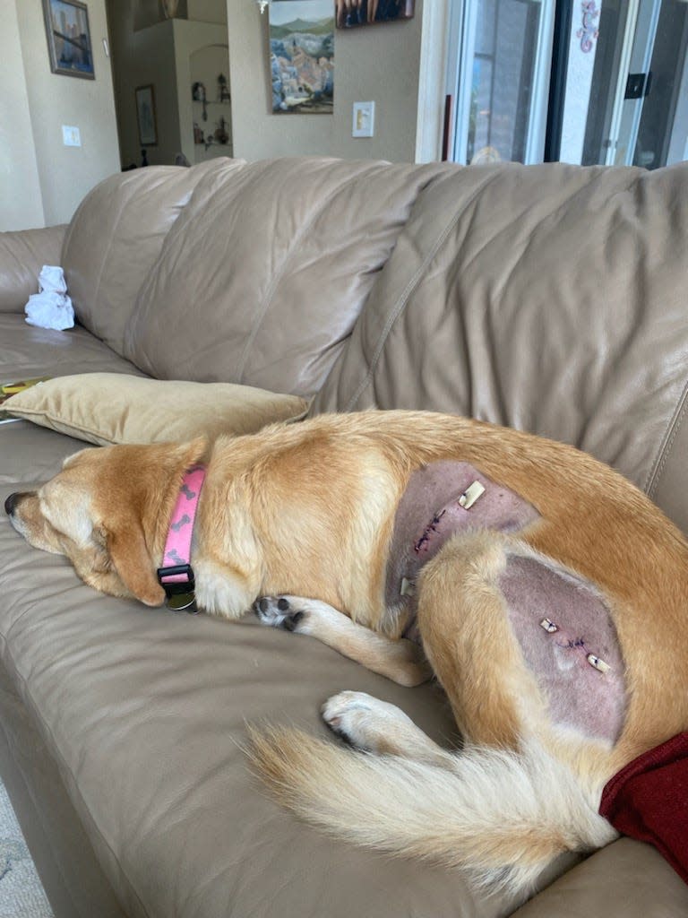 Nalu, a golden retriever mix, survived an alligator attack at Burt Aaronson Park in Boca Raton.