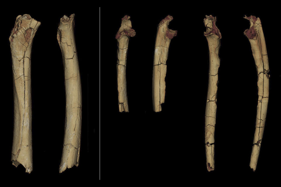 This photo provided by the University of Poitiers in August 2022 shows from left, the femur, in posterior and medial view, and the right and left ulnae, in anterior and lateral view of Sahelanthropus tchadensis. These remains were discovered in 2001 by the Franco-Chadian Paleoanthropological Mission (MPFT). Based on arm and leg fossils, scientists concluded that Sahelanthropus, an ancient hominin species from Chad, walked upright - which would add evidence that it’s the earliest human ancestor dug up so far, according to a study published on Wednesday, Aug. 24, 2022, in the journal Nature. (Franck Guy/PALEVOPRIM/CNRS – Universite de Poitiers via AP)