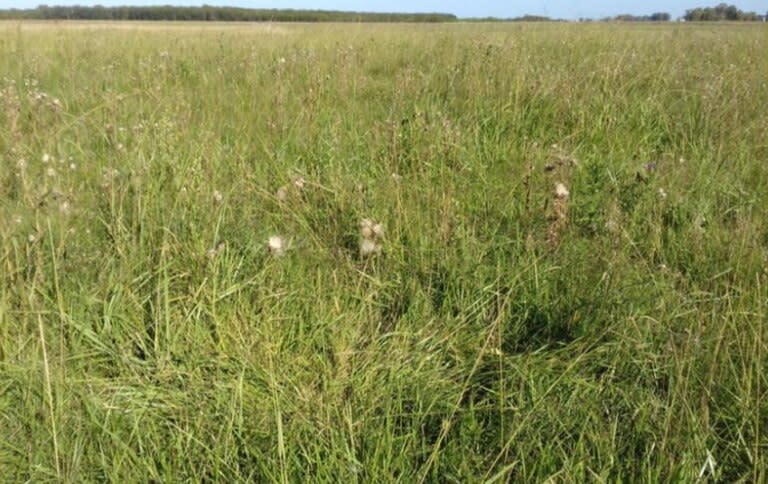 Campo natural donde se realizó una parte de la recría