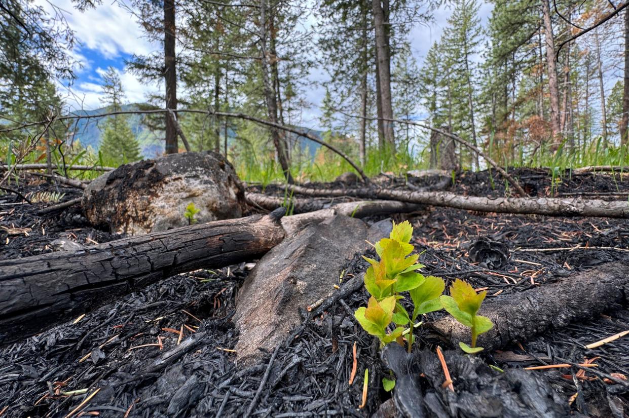 New growth is seen in a forest as it starts to come back to life following a prescribed burn which helps burn off fuel like twigs, logs and dried pine needles to help prevent wildfires in Kimberley, British Columbia, Canada on Friday, May 31, 2024.