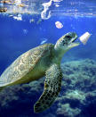 <p>A sea turtle eats a styrofoam cup. Plastic bags and other plastic garbage drift through oceans driven by wind and currents. (Composite photograph by Paulo de Oliveira/ARDEA/Caters News) </p>