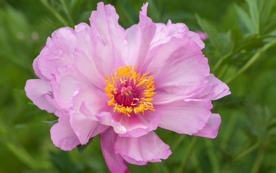 Paeonia 'First Arrival' - Rob Whitworth / gapphotos.com