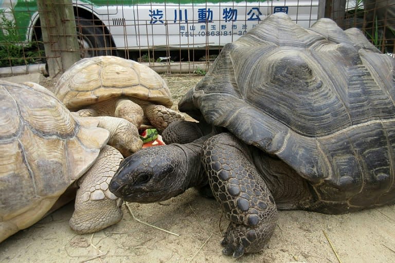 A giant female tortoise named Abuh who made a break from a Japanese zoo has been found safe and sound two weeks after she escaped -- just 140 metres from the park