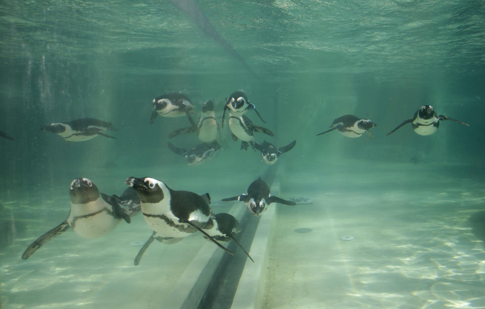 Jackass penguins swim in a pool during the presentation to journalists of this endangered specie at the Rome's zoo, Thursday, Dec. 27, 2018. (AP Photo/Alessandra Tarantino)