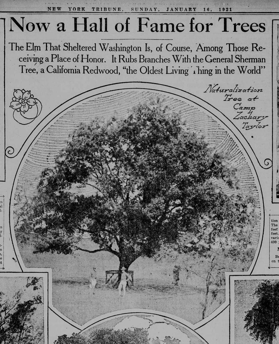 Page from the New York Tribune of January 16, 1921, which references the inclusion of the Naturalization Tree in the Tree Hall of Fame.