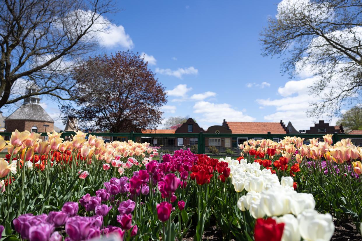 The Nelis family has been growing tulips in the Holland area for over 100 years.
