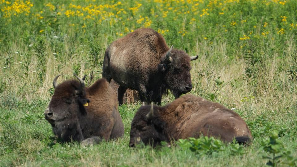 Battelle Darby Creek has a dozen bison that are kept in two distinct pastures.