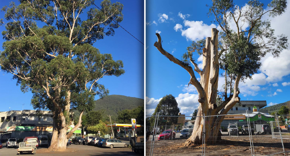Left - the Warburton tree prior to it being lopped. Right - the result shows little more than a stump.