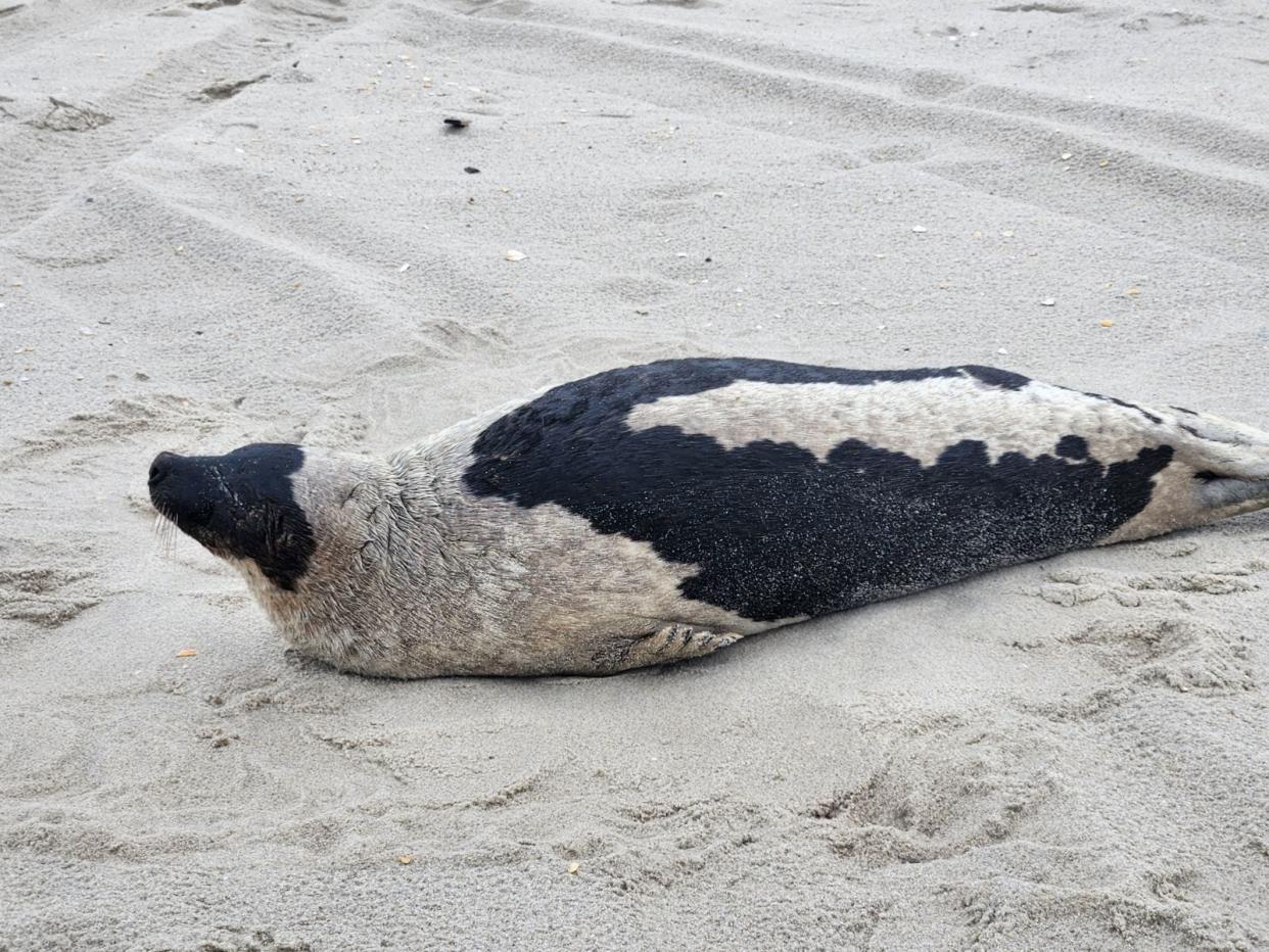 A nearly 151-pound adult harp seal was rescued from a beach in Lavallette in February, according to the Marine Mammal Stranding Center. It was released in early April and had gained 70 pounds.