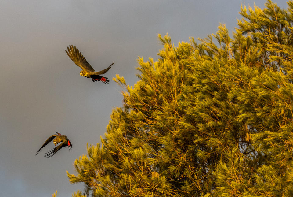 Two glossies flying by a feed tree at the site.