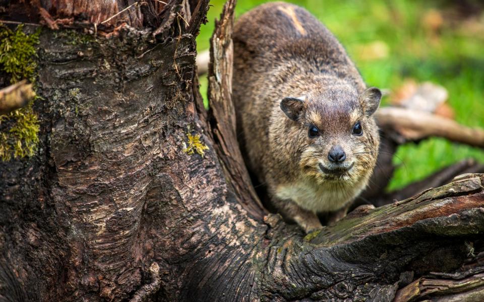 The hyrax (a rabbit-like cousin of the elephant)