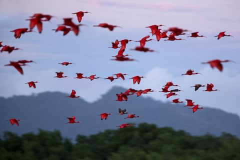 Colourful birds in Trinidad - Credit: istock