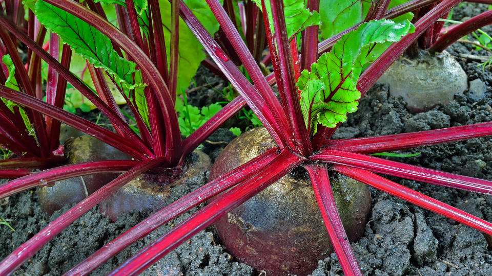 Beetroot in soil