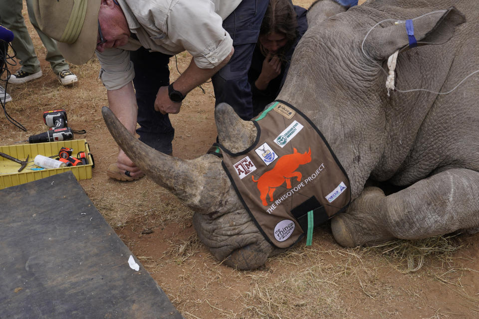 Professor James Larkin performs a procedure where isotopes are placed into a rhino's at a rhino orphanage in the country's northern province of Limpopo, Tuesday, June 25, 2024. Researchers have started the final phase of a research project aimed at reducing rhino poaching by inserting radioisotopes into rhino horns to devalue one of the most highly trafficked wildlife commodities. (AP Photo/Denis Farrell)