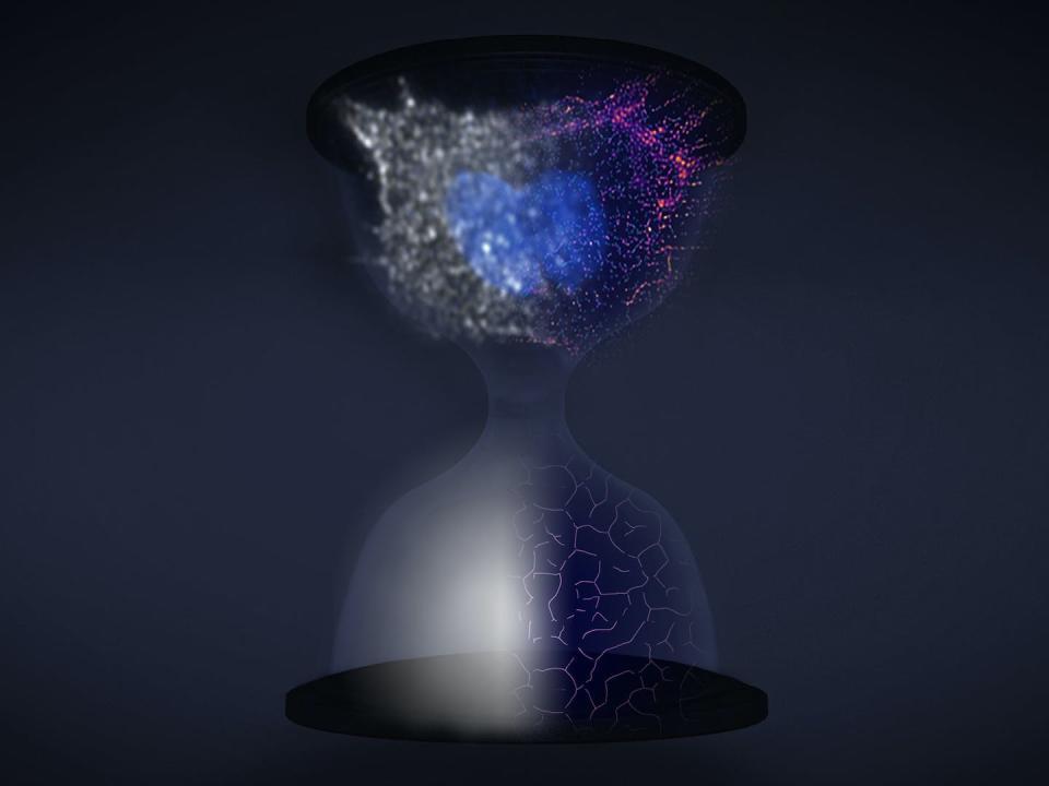 This hourglass depicts the process of superresolution over time, where the bottom shows a protein and the top a dividing cell going from unresolved, at left, to resolved, at right. Somin Lee, <a href="http://creativecommons.org/licenses/by-nd/4.0/" rel="nofollow noopener" target="_blank" data-ylk="slk:CC BY-ND;elm:context_link;itc:0;sec:content-canvas" class="link ">CC BY-ND</a>