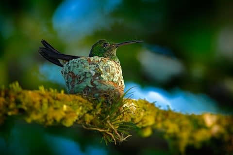 A hummingbird in Trinidad - Credit: AP