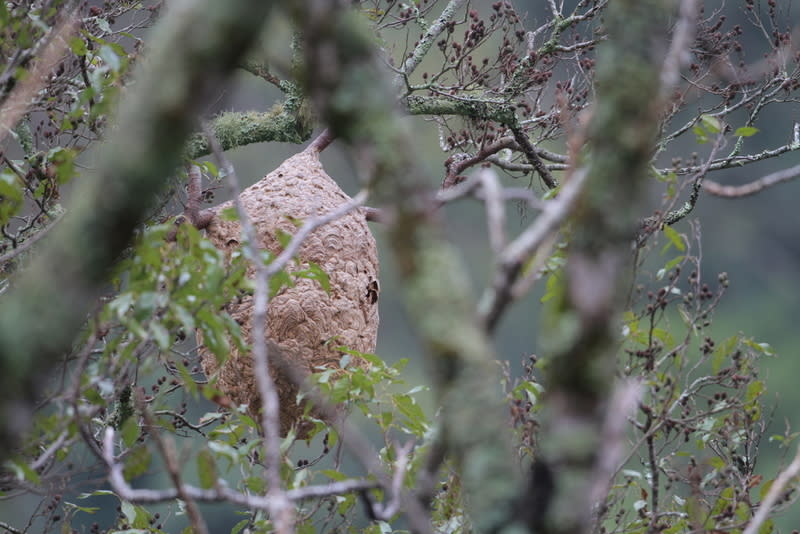 秋季是虎頭蜂繁殖期，專家提醒若在野外碰上應謹慎繞道而行。（中央社資料照）