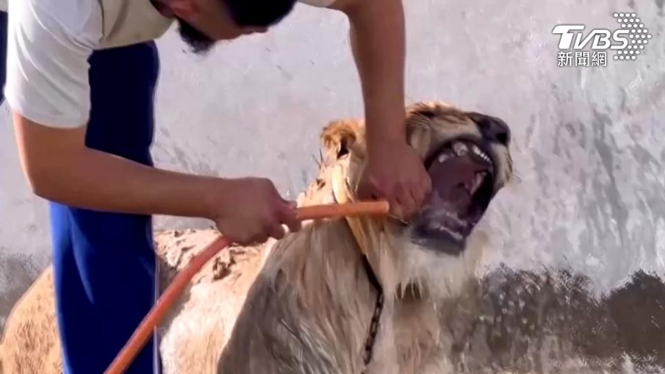 獅子被飼主沐浴，張嘴露出獠牙。（圖／達志影像路透社）