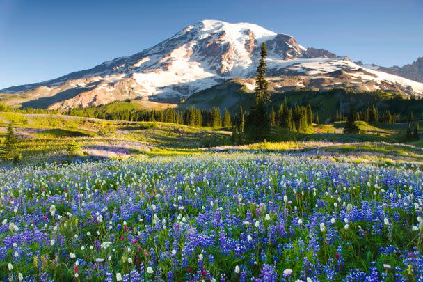 Mount Rainier National Park in Washington