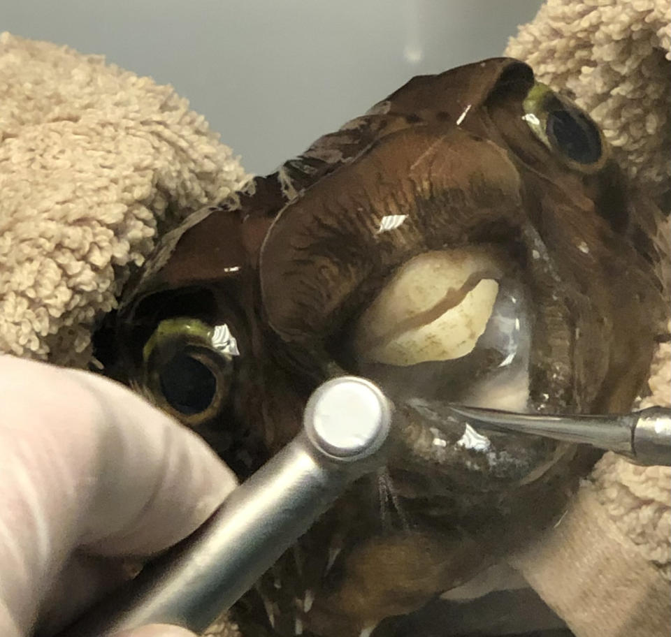 The five-year-old pufferfish was sedated before vets trimmed her teeth so she could eat. (SWNS)