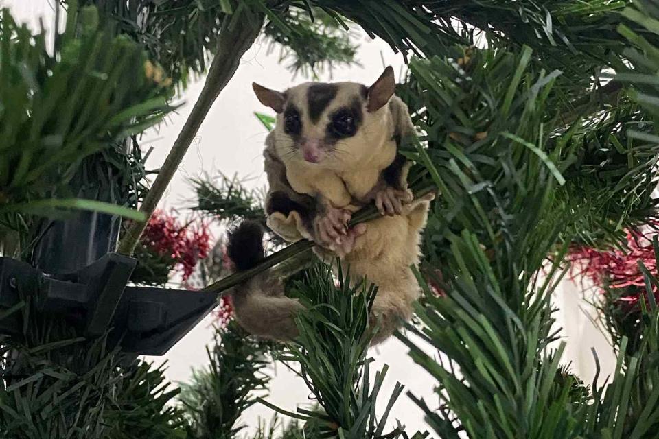 <p>Getty Images</p> A woman found a possum hiding in her Christmas tree