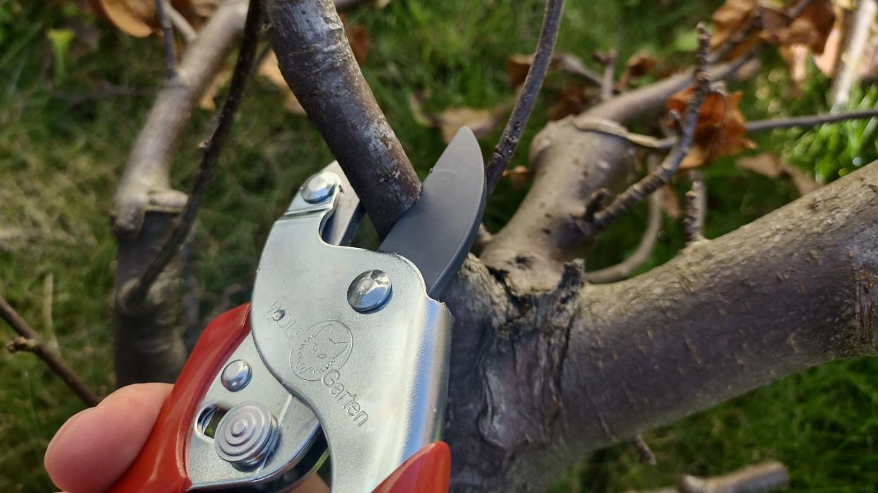  Testing the Wolf-Garten Anvil Pruner RSEN on a tree branch. . 