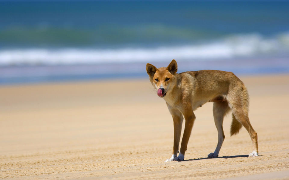 Dingo strolls along a beach on Fraser Island. Source: AAP