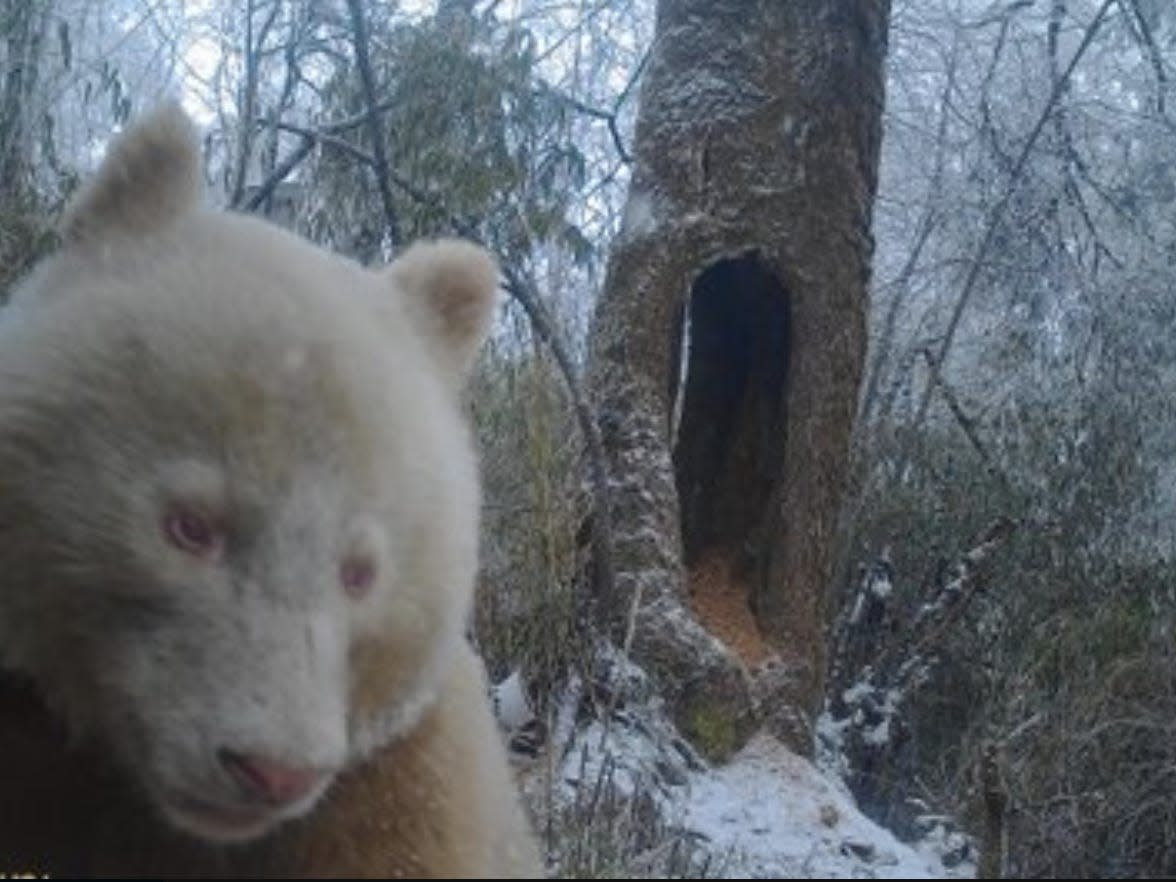 A rare albino giant panda – believed to be the only one of its kind – spotted in the wild in southwestern China.