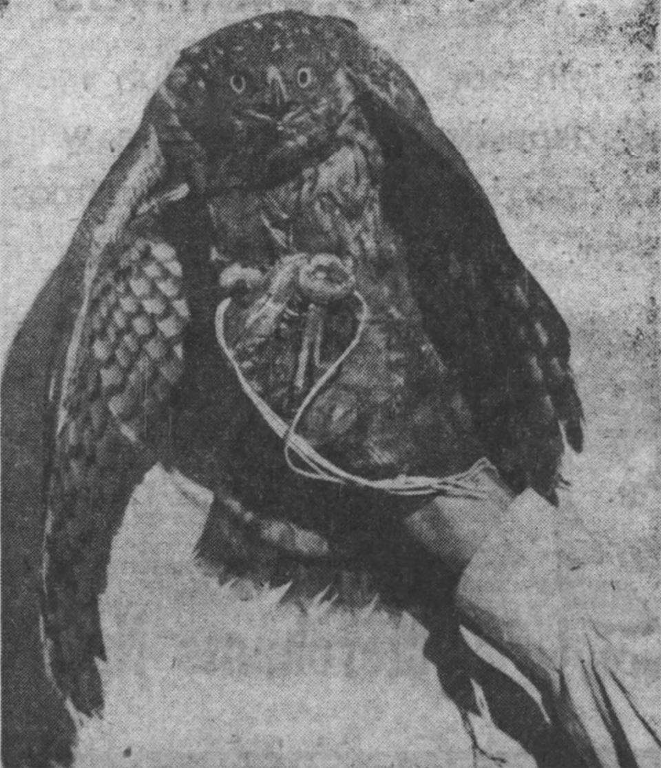 A chicken hawk, captured and dubbed Hawkshaw, is conscripted into battle against the starlings in 1952.