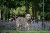 <p>If you're looking for a graceful yet muscular pup, you've found your match. The Irish Wolfhound just looks intimidating. It is actually too sweet to be a guard dog. These pups can be great family dogs, but due to their large size, supervision is needed when they are around small children. </p>