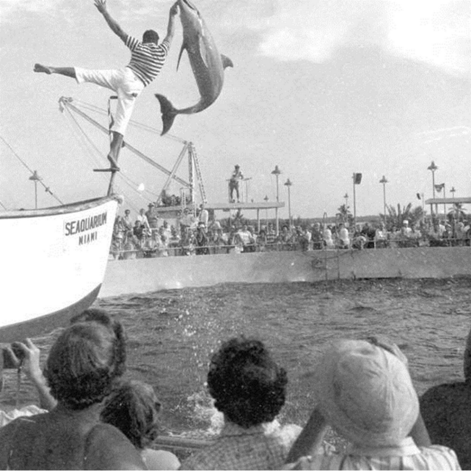 El Miami Seaquarium de Virginia Key abrió el 24 de septiembre de 1955.