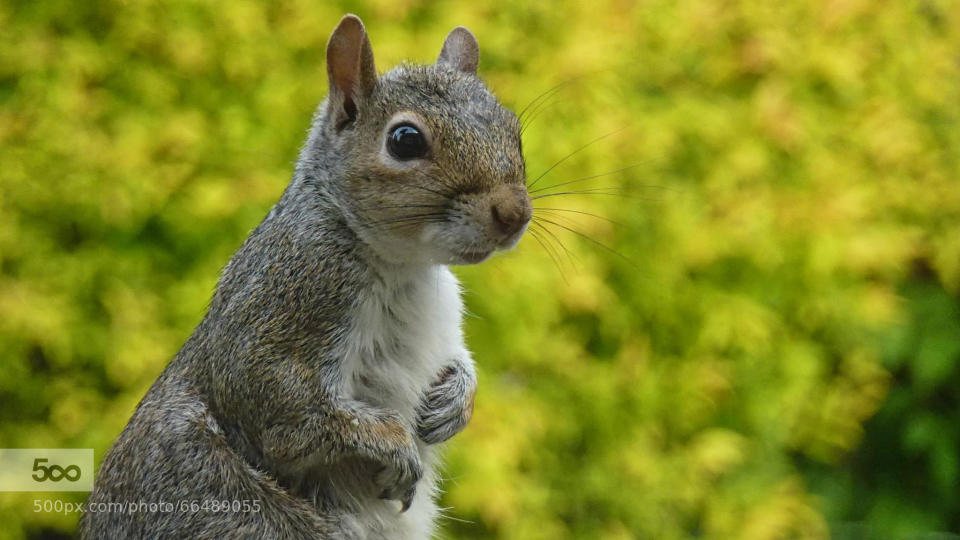 It's spring, the babies are out and about, now its feeding time.