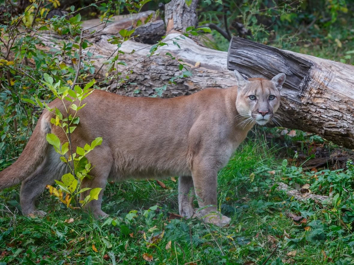 Cougars, like the one pictured here, are widely distributed across B.C. but attacks are are rare, according to WildsafeBC. (Shutterstock / ovbelov - image credit)