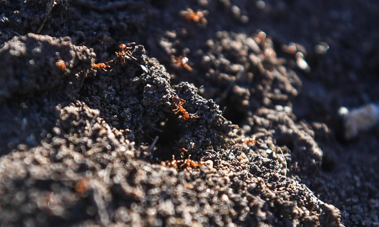 <span>A senate hearing has been told fipronil, which is used to kill fire ants, can remain in the environment for up to three years.</span><span>Photograph: Jono Searle/AAP</span>