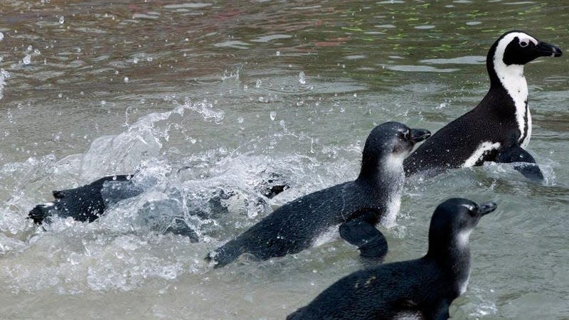 A group of African penguins swim in the sea after being released on October 8, 2016, in Simonstown, South Africa.