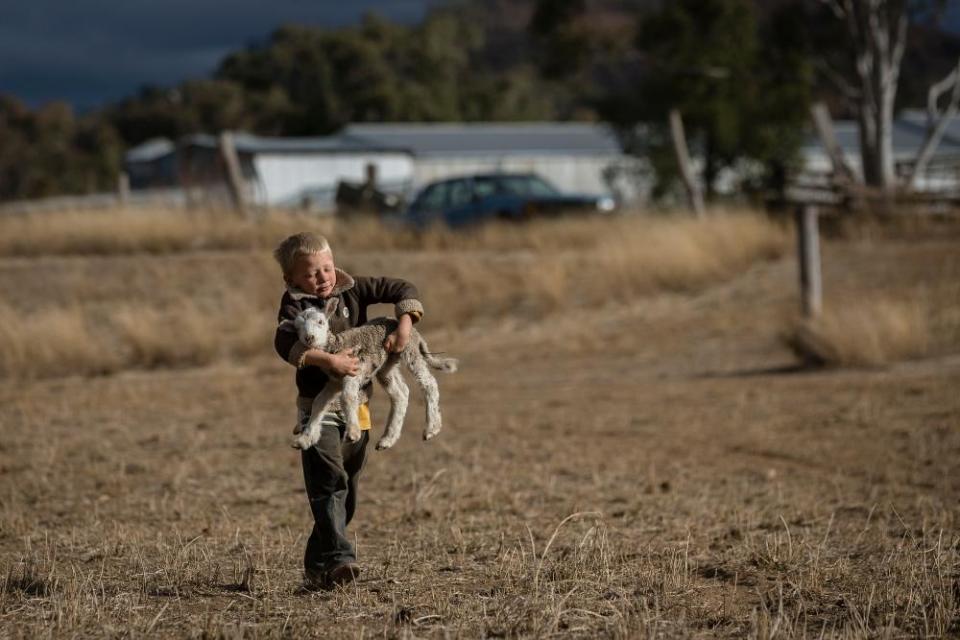 Harry Taylor, 6, picks up a lamb to try and feed it cotton seed.
