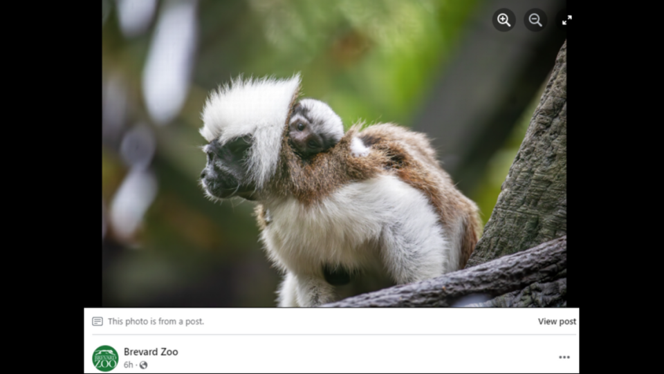 Cotton-top tamarins are one of the most endangered primates in the world and are found on the northern coast of Colombia.